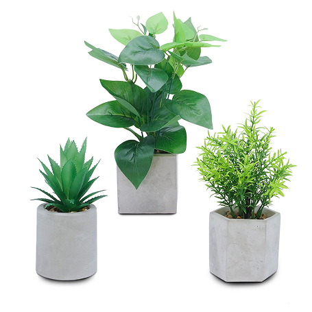 観葉植物 3種類セット